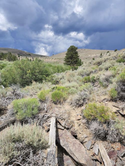 A rocky hillside covered with shrubs and small trees under a cloudy sky.