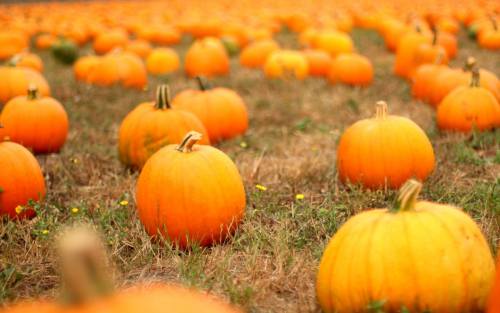 A field filled with bright orange pumpkins scattered across dry grass.