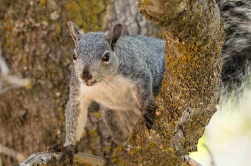 A gray squirrel perched on a tree branch, looking curiously at the camera.