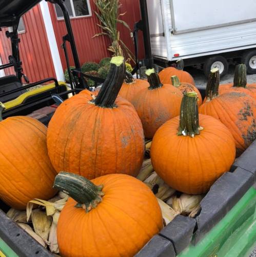 A collection of bright orange pumpkins in a green cart, surrounded by straw, with a red barn in the background.