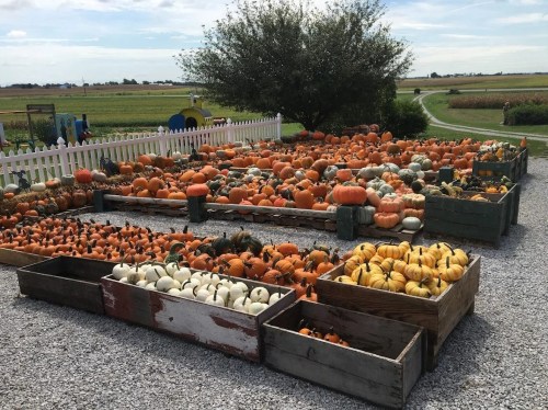 A vibrant pumpkin patch with various pumpkins and gourds displayed in wooden crates against a rural backdrop.