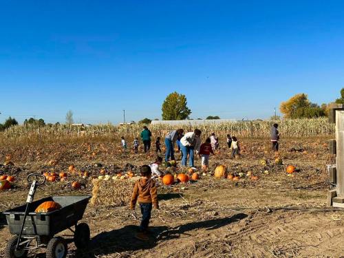 Children and adults picking pumpkins in a sunny field with blue skies and autumn foliage in the background.