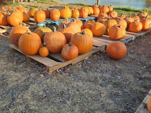 A variety of pumpkins in different sizes arranged on wooden pallets in a grassy area.