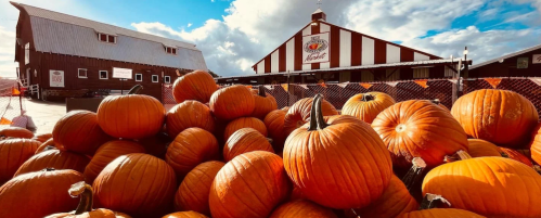 A pile of bright orange pumpkins in front of a red and white barn under a blue sky with clouds.