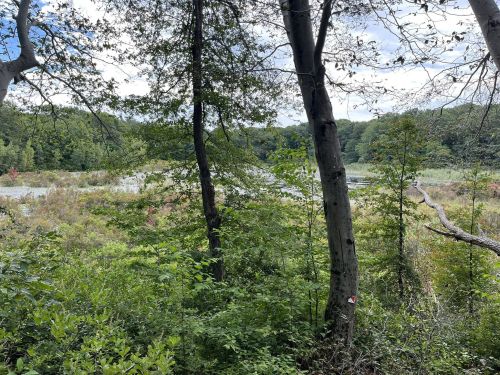 Lush greenery surrounds a serene wetland, with trees framing the view under a partly cloudy sky.
