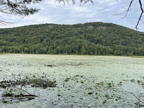 A serene lake covered in lily pads, surrounded by lush green hills under a cloudy sky.