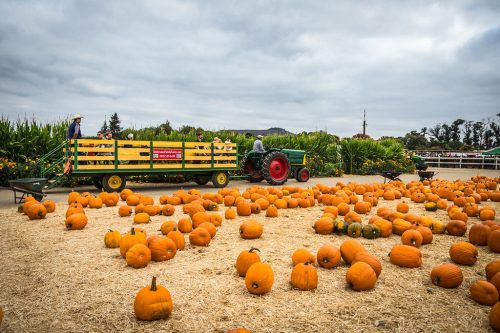 A tractor pulls a wagon filled with people, surrounded by scattered pumpkins on a farm under a cloudy sky.