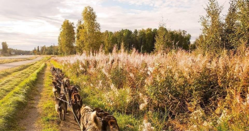 A line of dogs walking along a grassy path beside tall grass and trees under a cloudy sky.