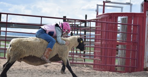 A child in a pink helmet rides a sheep in a pen, showcasing a fun rodeo event.