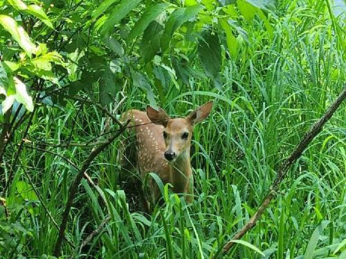 A young deer with spots stands among tall green grass and foliage, partially hidden in a natural setting.