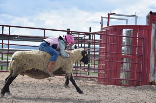 A child in a pink helmet rides a sheep in a rodeo arena, surrounded by metal fencing and a cloudy sky.