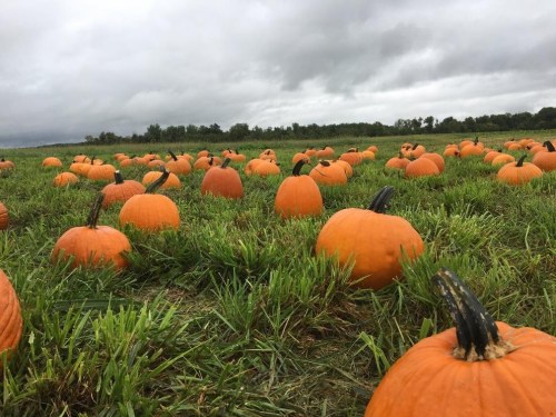A field of orange pumpkins scattered across green grass under a cloudy sky.