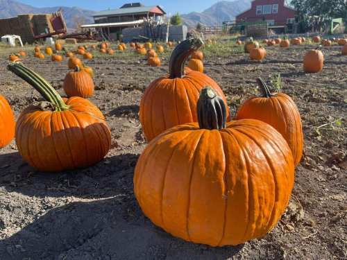 A field of bright orange pumpkins scattered across the ground, with a barn and mountains in the background.