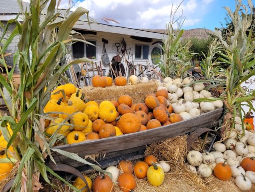 A rustic display of various pumpkins and gourds in a wooden cart, surrounded by hay and corn stalks.