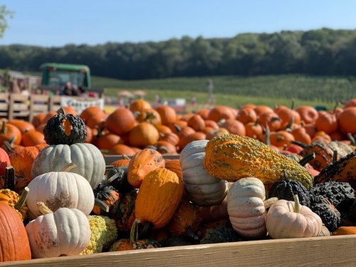 A variety of colorful pumpkins and gourds in a wooden crate, with a scenic field and blue sky in the background.