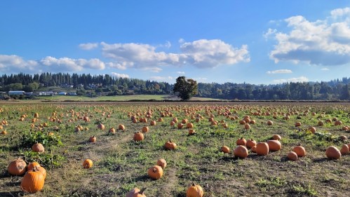 A sunny pumpkin patch with scattered pumpkins across a grassy field and trees in the background under a blue sky.