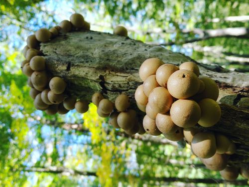 Clusters of round, beige mushrooms growing on a weathered log in a lush green forest.