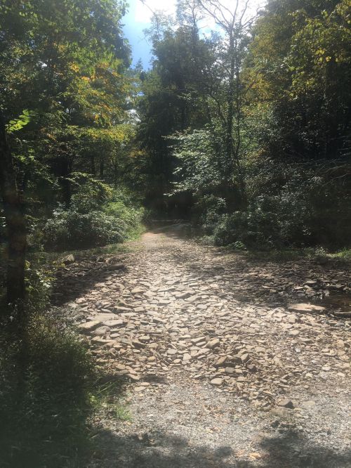 A rocky path winding through a lush, green forest under a bright blue sky.