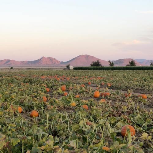 A pumpkin patch at sunset, with scattered pumpkins and mountains in the background under a colorful sky.