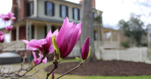 Pink magnolia flowers in the foreground with a historic house and garden in the background.