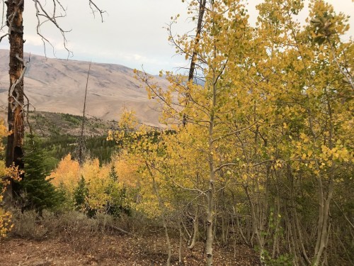 A scenic view of a forest with golden autumn leaves, mountains in the background, and a cloudy sky.