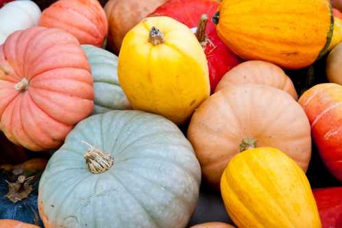 A variety of colorful pumpkins in different shapes and sizes, including orange, yellow, green, and pale hues.