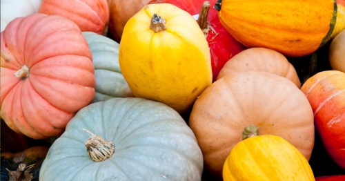 A colorful assortment of pumpkins in various shapes and sizes, including orange, yellow, and blue hues.