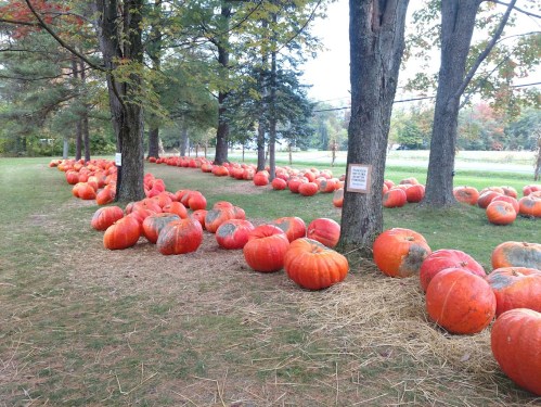A row of large, orange pumpkins scattered on grass under trees, with a few signs visible in the background.