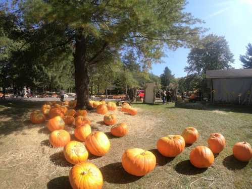 A sunny pumpkin patch with large orange pumpkins scattered on the ground and people in the background among trees.