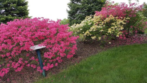 Colorful flowering bushes in pink and yellow bloom beside a grassy area, with trees in the background.