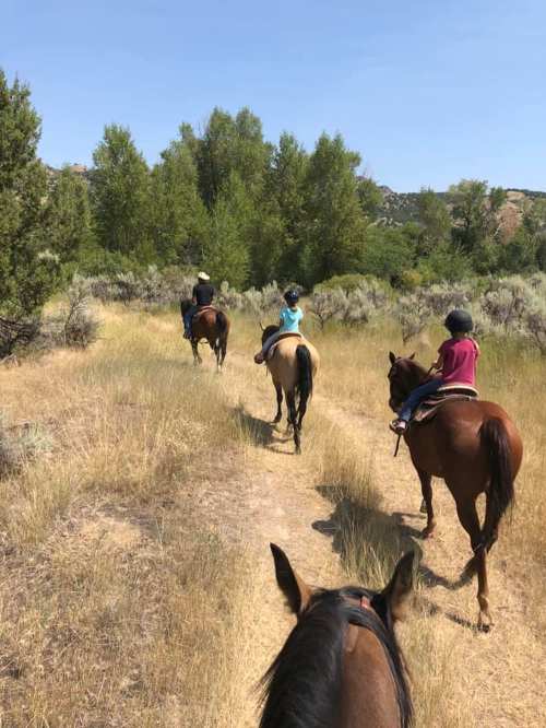 Four people riding horses along a grassy trail surrounded by trees and shrubs on a sunny day.