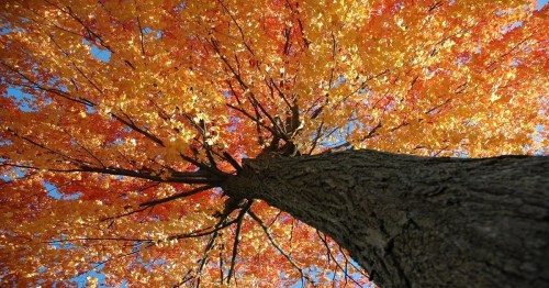 A vibrant autumn tree viewed from below, showcasing bright orange and yellow leaves against a clear blue sky.