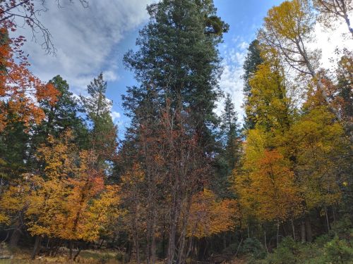 A vibrant forest scene with tall trees displaying autumn colors of orange, yellow, and green under a blue sky.