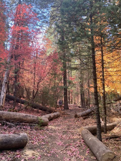 A serene forest path lined with colorful autumn trees and fallen logs, showcasing vibrant red and orange foliage.