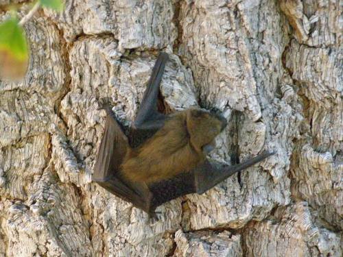 A bat hanging upside down on a textured tree bark, blending into its natural surroundings.