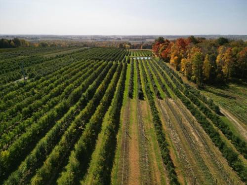 Aerial view of lush green vineyards with autumn trees in the background under a clear blue sky.