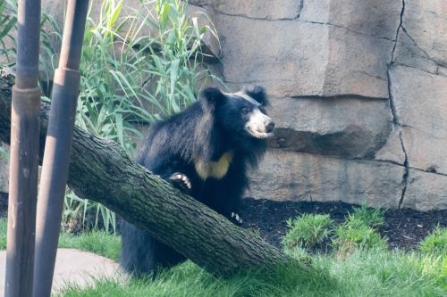 A black bear with a white chest patch stands on a fallen log, surrounded by greenery and rocky terrain.