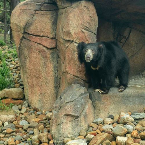 A black bear sits on a rocky ledge in a natural habitat, surrounded by stones and greenery.