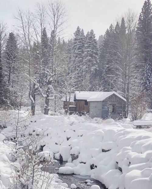 A cozy cabin surrounded by snow-covered trees and a frozen stream in a serene winter landscape.