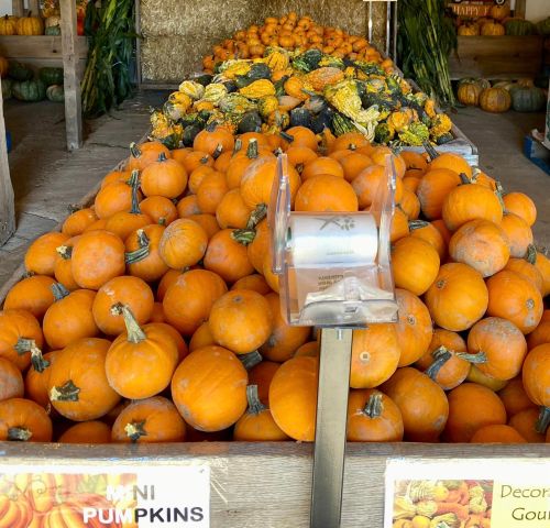 A display of mini pumpkins and gourds in a market, with vibrant orange and green colors.