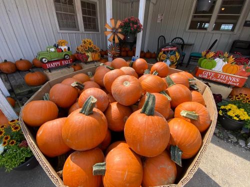 A large basket filled with bright orange pumpkins, surrounded by colorful flowers and autumn decorations.
