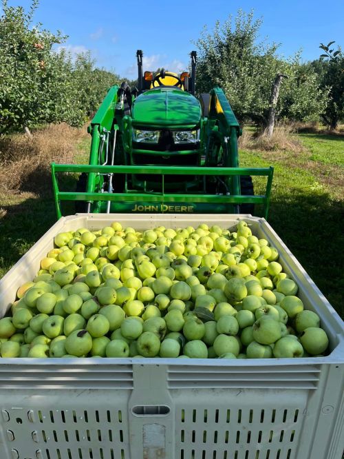 A tractor in an orchard with a large bin filled with freshly harvested green apples.