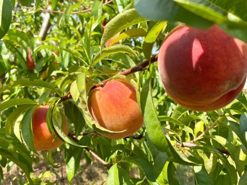 Three ripe peaches hanging from a tree branch, surrounded by green leaves in bright sunlight.
