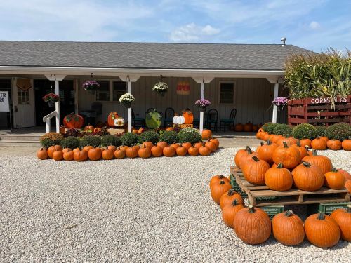 A pumpkin patch with various pumpkins arranged outside a shop, surrounded by flowers and a gravel pathway.