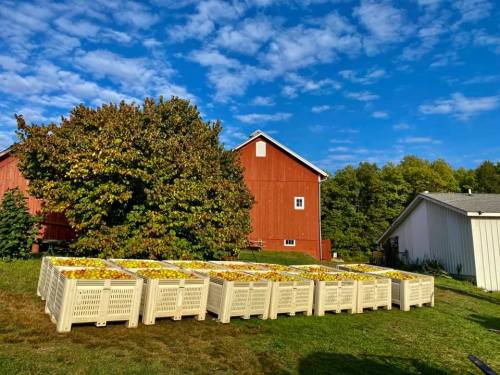 A sunny farm scene with crates of apples in front of red barns and a large tree under a blue sky.