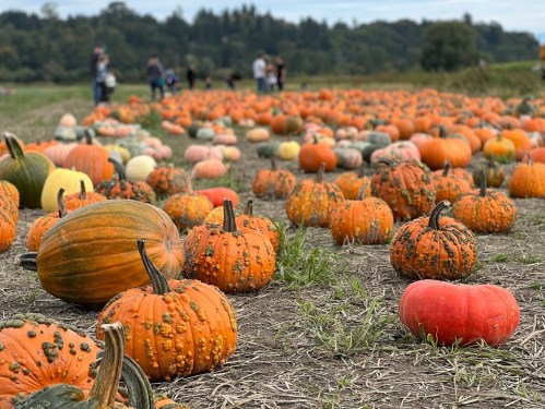 A pumpkin patch with various pumpkins scattered across a field, with people in the background enjoying the scenery.