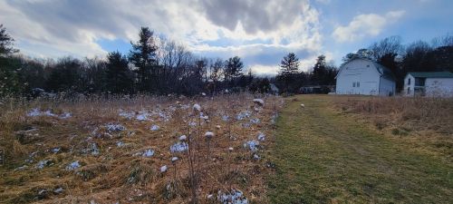 A snowy field with tall grass and scattered plants, leading to a white barn under a cloudy sky.