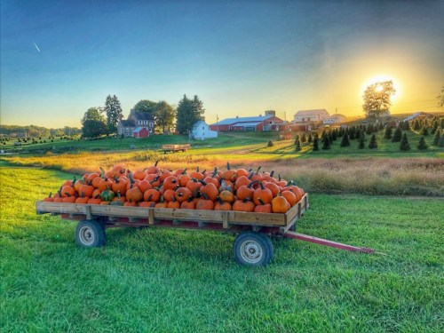 A wooden cart filled with pumpkins sits in a field at sunset, with trees and buildings in the background.