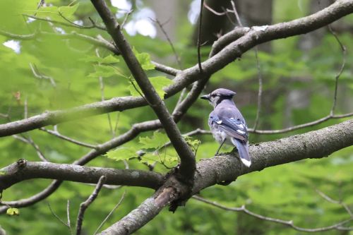 A blue jay perched on a branch surrounded by green leaves in a natural setting.