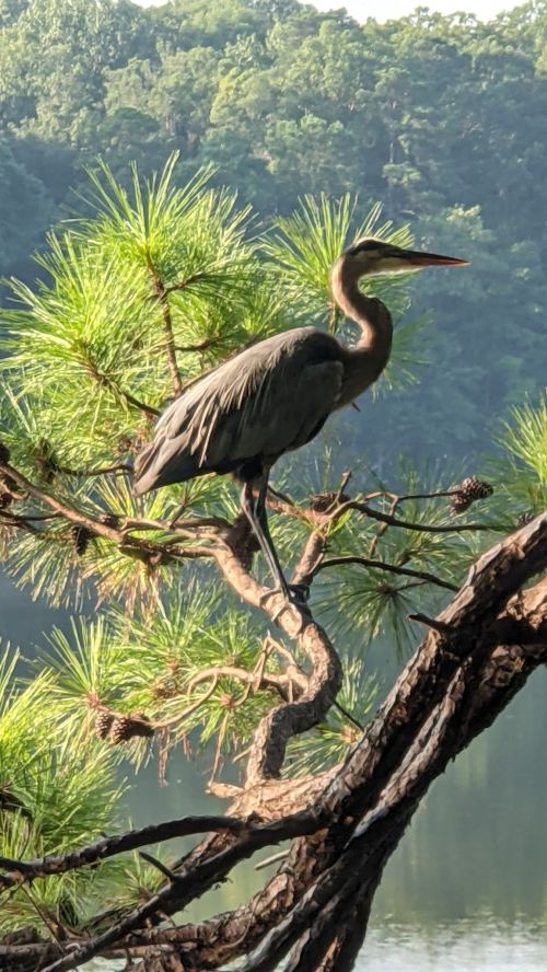 A heron perched on a tree branch, surrounded by lush green foliage and reflecting water in the background.